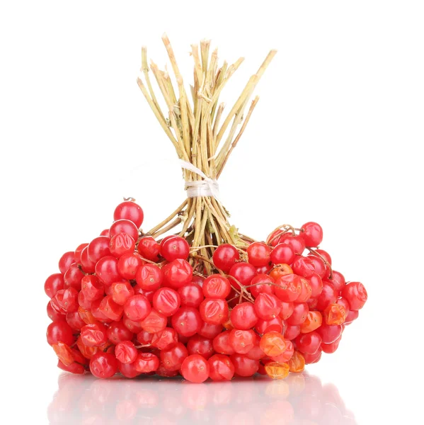 Czerwone jagody Kalina na białym tle — Zdjęcie stockowe