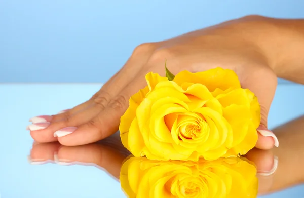 Žlutá růže s ženskou ručku na modrém pozadí, detail — Stock fotografie