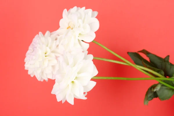 Bouquet of dahilas on color background — Stock Photo, Image