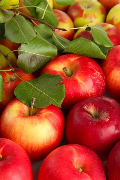 Saftiga röda äpplen med gröna blad, närbild — Stockfoto