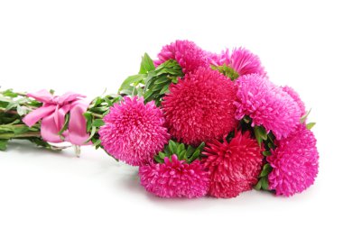 pembe aster çiçekler, üzerinde beyaz izole