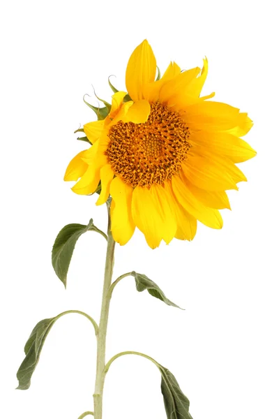 Kaunis auringonkukka, eristetty valkoinen — kuvapankkivalokuva