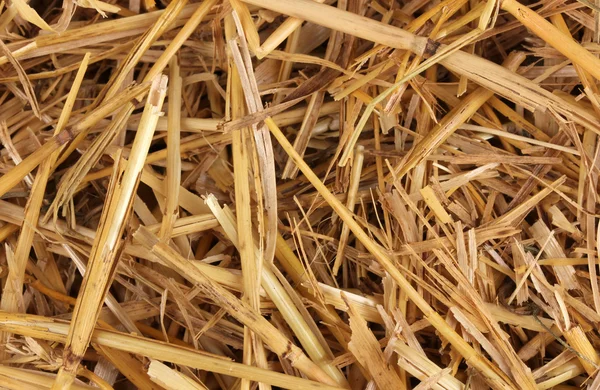 Golden hay close-up — Stock Photo, Image