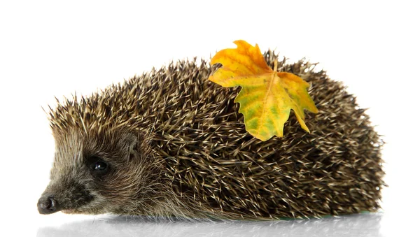 Hedgehog with autumn leaf, isolated on white — Stock Photo, Image