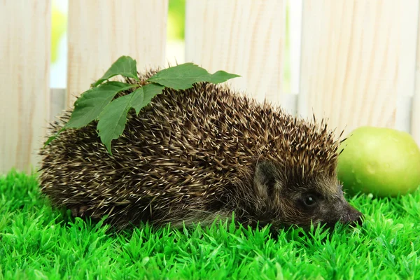 Hedgehog with leaf and apple, on grass, on fence background — Stock Photo, Image