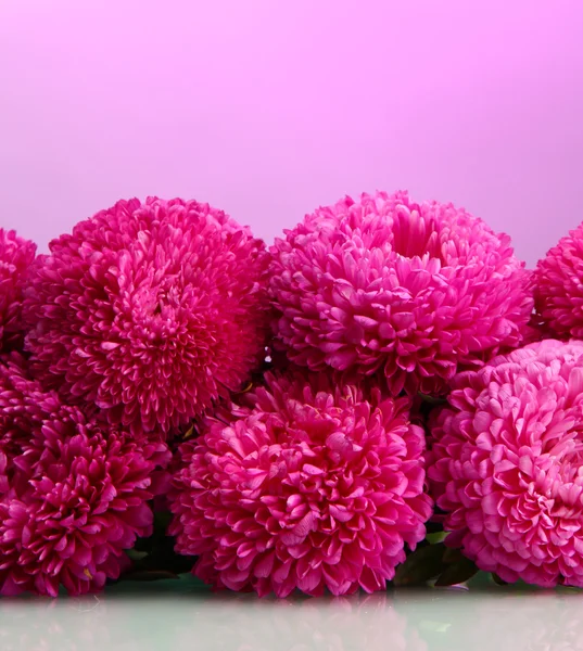 Belas flores aster, no fundo rosa — Fotografia de Stock