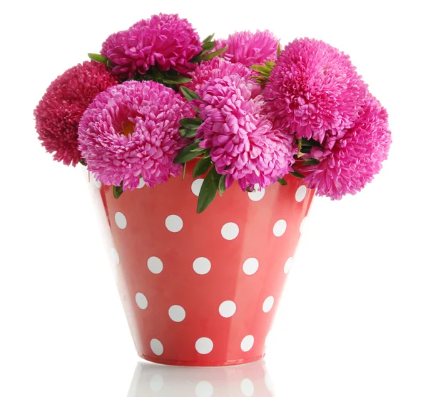 Flores rosa aster em balde, isolado em branco — Fotografia de Stock