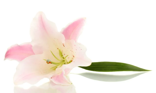 Hermosa flor de lirio aislado en blanco — Foto de Stock