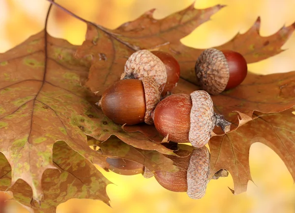 Podzimní listí na světlé pozadí, makro zblízka — Stock fotografie