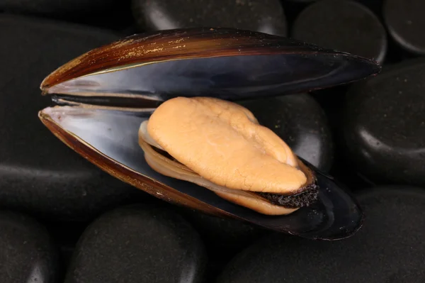 Mussel in shell on stones close-up — Stock Photo, Image