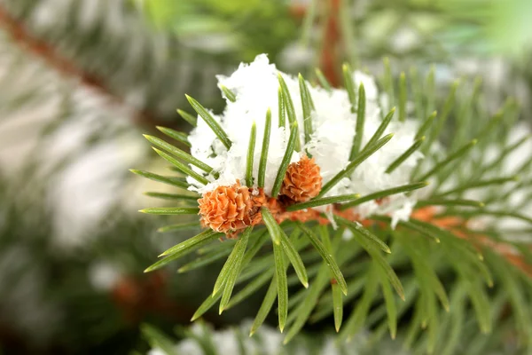 雪の fir 木の枝をクローズ アップ — ストック写真