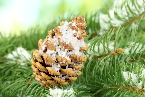 Cone on fir tree with snow, close up — Stock Photo, Image