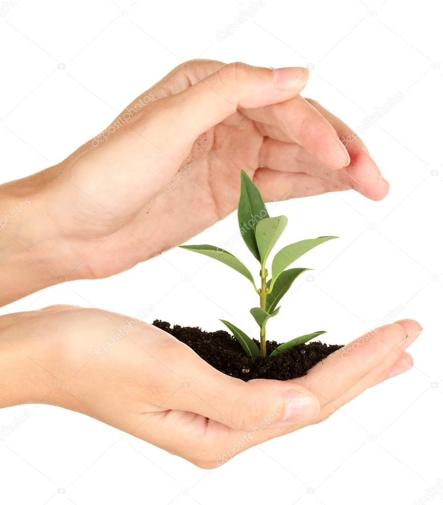 woman's hands holding a plant growing out of the ground, on white background close-up