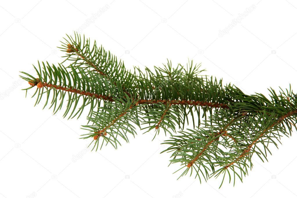 fir tree branch, isolated on white