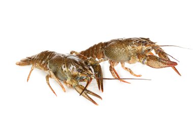alive crayfishes izole beyaz yakın çekim