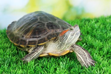 red ear turtle on grass on bright background clipart