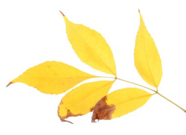 beyaz izole parlak sonbahar yaprakları