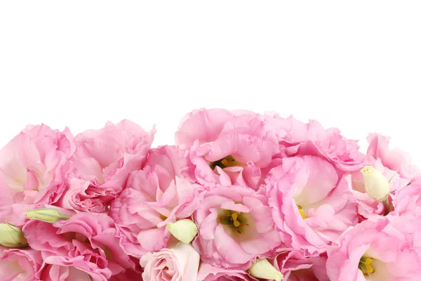 Ramo de flores de eustoma, aislado en blanco — Foto de Stock