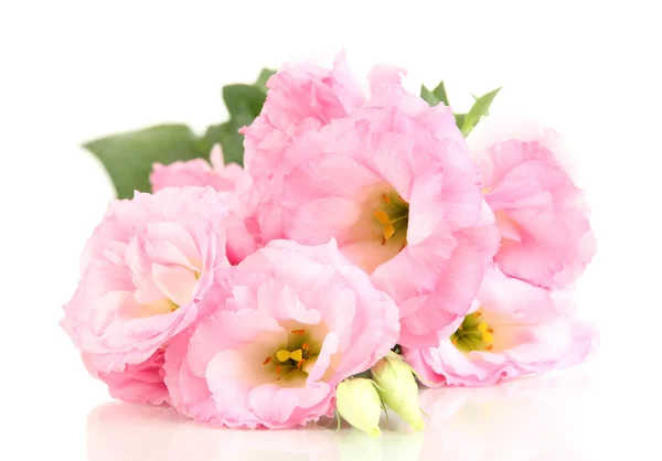Ramo de flores de eustoma, aislado en blanco —  Fotos de Stock