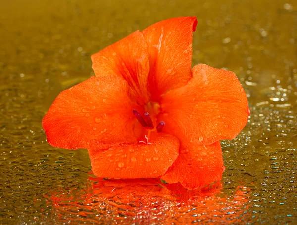 Hermoso brote de gladiolo naranja sobre fondo dorado de cerca — Foto de Stock