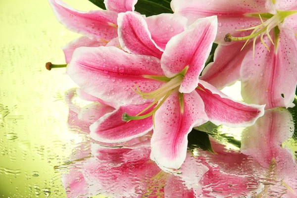 Vacker rosa lilja, på grön bakgrund — Stockfoto