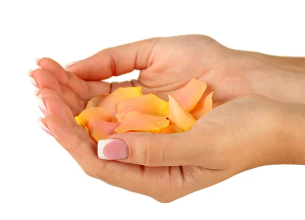 Yellow rose petals with hands on white background — Stock Photo, Image