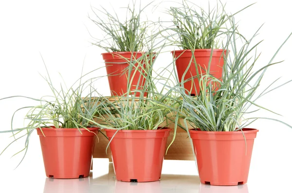 Pots with seedling isolated on white — Stock Photo, Image