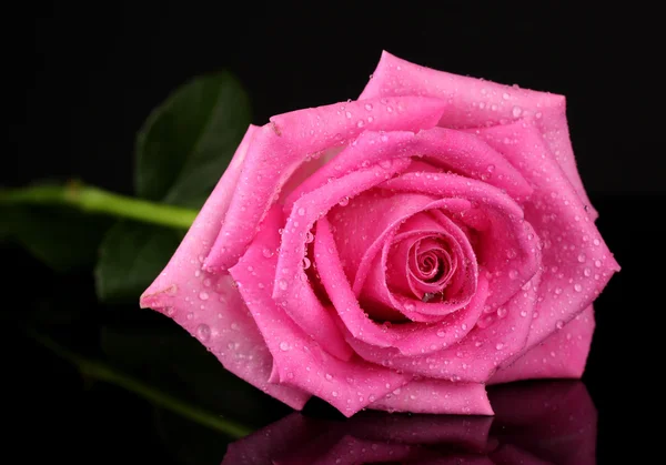 Ροζ τριαντάφυλλο με σταγόνες που απομονώνονται σε μαύρο — Φωτογραφία Αρχείου