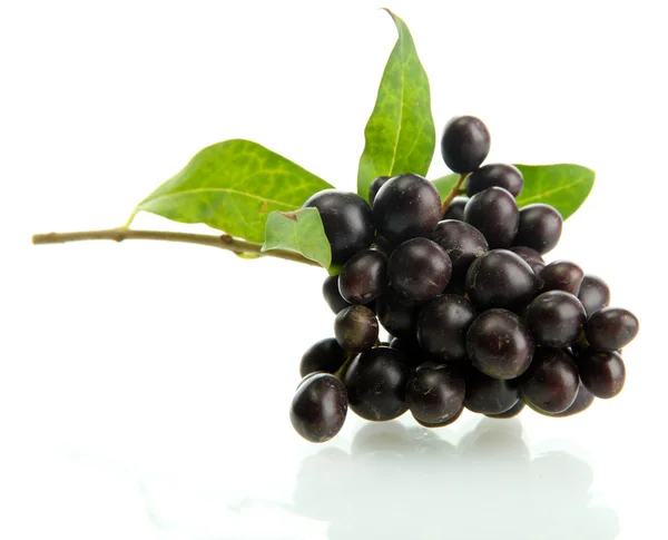 Wilde schwarze Beeren mit Blättern, isoliert auf weiß — Stockfoto