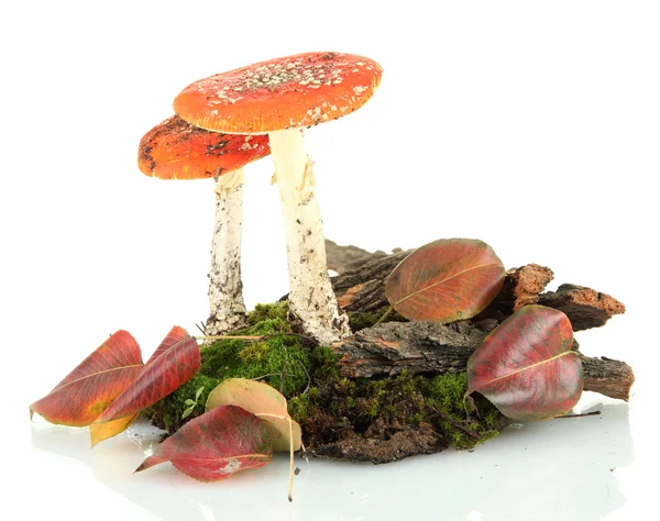 Red amanitas with moss isolated on white — Stock Photo, Image