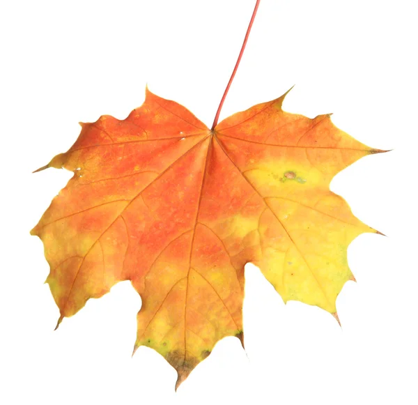 Bright autumn maple leaf, isolated on white — Stock Photo, Image
