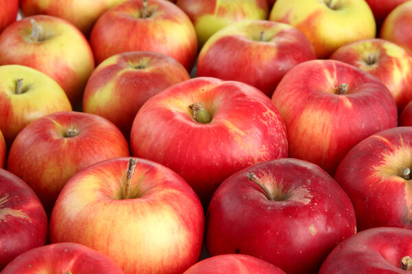 juicy red apples, close up