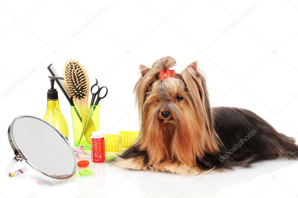 Beautiful yorkshire terrier with grooming items isolated on white