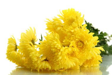 beyaz izole güzel kasımpatı çiçekleri buketi