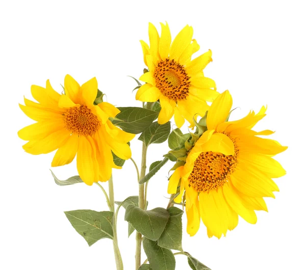 Schöne Sonnenblumen, isoliert auf weiß — Stockfoto