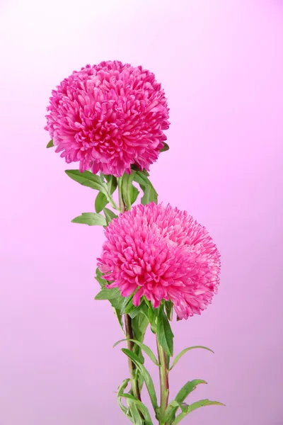Beautiful aster flowers, on pink background — Stock Photo, Image
