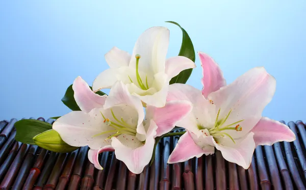 Pink lily flower on blue — Stock Photo, Image