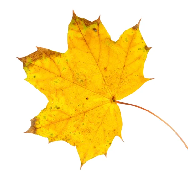 Folha de outono brilhante, isolado em branco — Fotografia de Stock