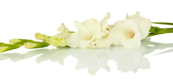 Branche de gladiole blanche sur fond blanc gros plan — Photo