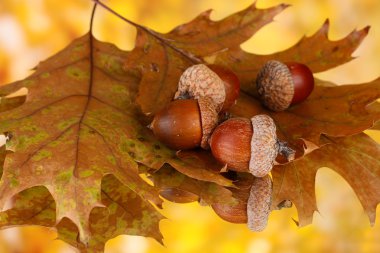 sonbahar yaprakları parlak zemin üzerinde makro yakın çekim