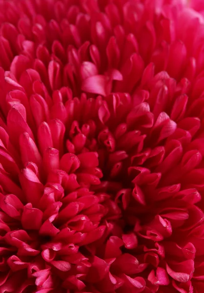 Pink aster bloem, close-up — Stockfoto