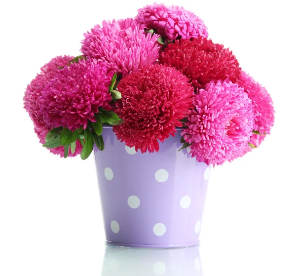 Pink aster flowers in pail, isolated on white — Stock Photo, Image