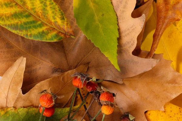 Složení od žluté podzimní listy pozadí — Stock fotografie