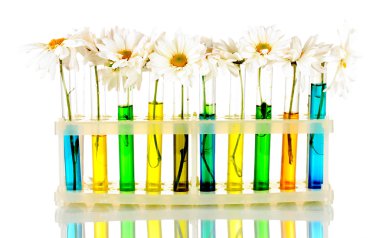 test tüpleri izole mavi renkli çiçekler