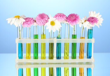 test tüpleri izole mavi renkli çiçekler