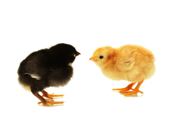 Czarne i żółte kurczaki mało na białym tle — Zdjęcie stockowe