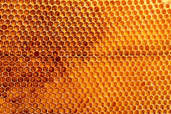 Yellow beautiful honeycomb with honey, background — Stock Photo, Image