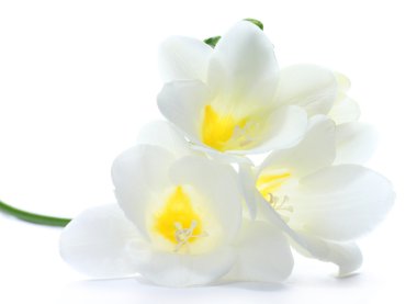 Beautiful freesia isolated on white