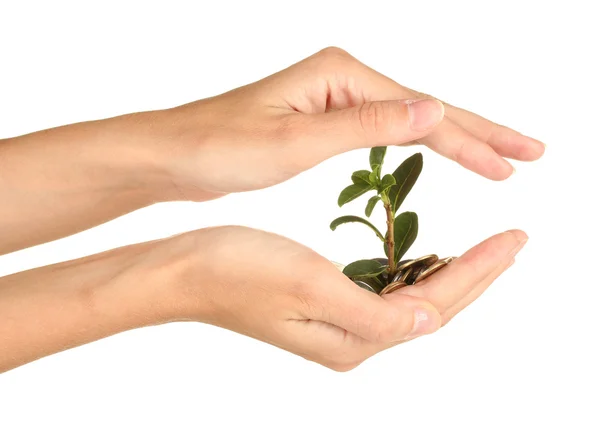 Las manos de la mujer están sosteniendo un árbol de dinero sobre fondo blanco de cerca — Foto de Stock