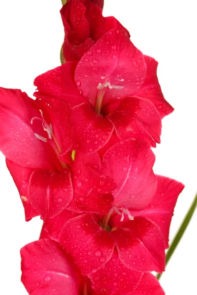 Gren av rosa gladiolus på vit bakgrund närbild — Stockfoto